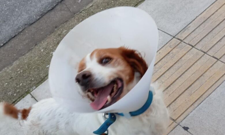 Ηλεία:-«Ουδέποτε-αναφέραμε-ότι-το-ζώο-κακοποιήθηκε-σεξουαλικά»-λέει-ο-φιλοζωικός-σύλλογος-Κρεστένων