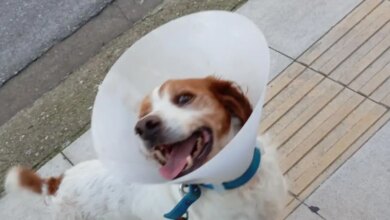 Ηλεία:-«Ουδέποτε-αναφέραμε-ότι-το-ζώο-κακοποιήθηκε-σεξουαλικά»-λέει-ο-φιλοζωικός-σύλλογος-Κρεστένων