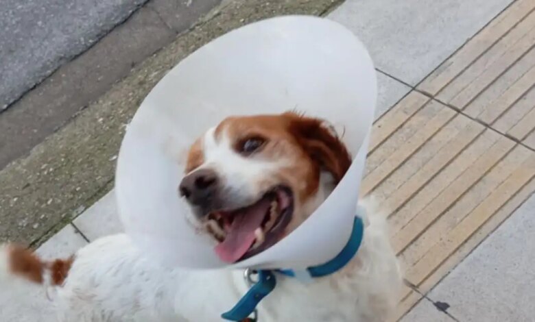 Ηλεία:-«Ουδέποτε-αναφέραμε-ότι-το-ζώο-κακοποιήθηκε-σεξουαλικά»-λέει-ο-φιλοζωικός-σύλλογος-Κρεστένων