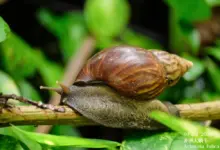 Αντιμέτωποι-με-το-γιγάντιο-αφρικανικό-σαλιγκάρι-οι-αγρότες-της-Κόστα-Ρίκα