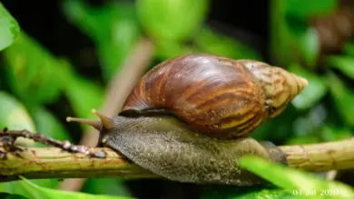 Αντιμέτωποι-με-το-γιγάντιο-αφρικανικό-σαλιγκάρι-οι-αγρότες-της-Κόστα-Ρίκα