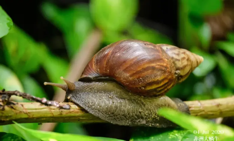 Αντιμέτωποι-με-το-γιγάντιο-αφρικανικό-σαλιγκάρι-οι-αγρότες-της-Κόστα-Ρίκα