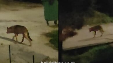 Χαλκιδική:-Μεγάλος-αρσενικός-λύκος-«κόβει»-βόλτες-ανάμεσα-στα-σπίτια-–-Βίντεο-με-το-άγριο-ζώο