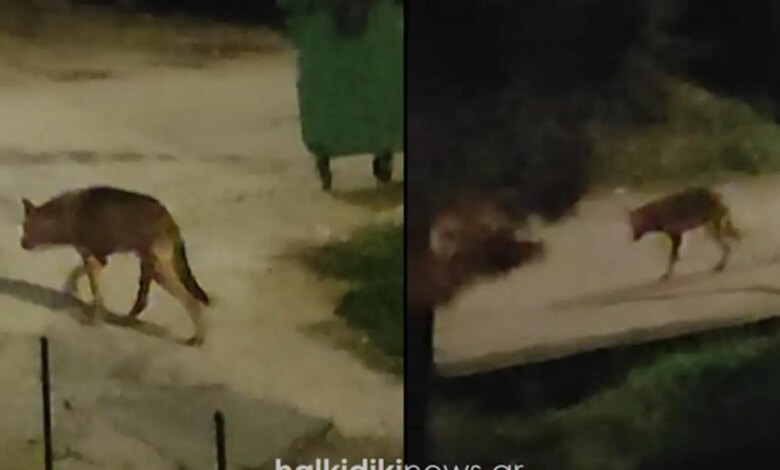 Χαλκιδική:-Μεγάλος-αρσενικός-λύκος-«κόβει»-βόλτες-ανάμεσα-στα-σπίτια-–-Βίντεο-με-το-άγριο-ζώο