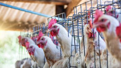 Η-γρίπη-των-πτηνών-έχει-περάσει-στους-ανθρώπους:-Ασυμπτωματικά-κρούσματα-προκαλούν-ανησυχία