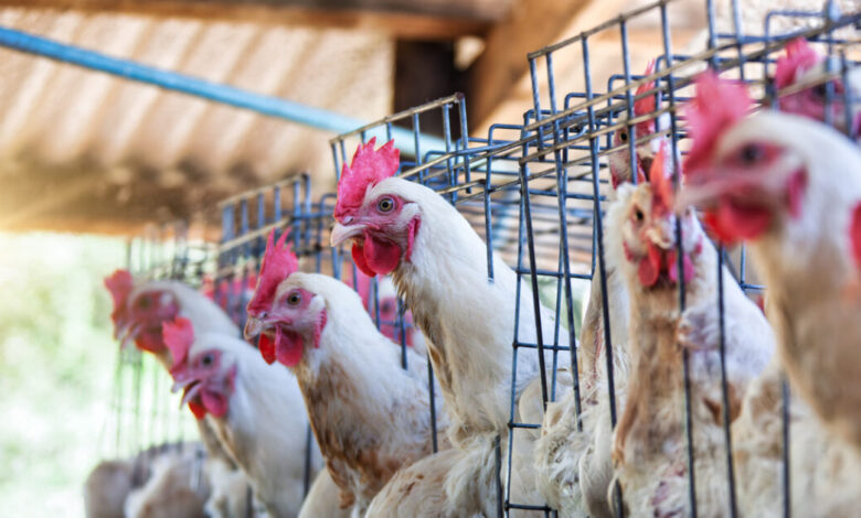 Η-γρίπη-των-πτηνών-έχει-περάσει-στους-ανθρώπους:-Ασυμπτωματικά-κρούσματα-προκαλούν-ανησυχία