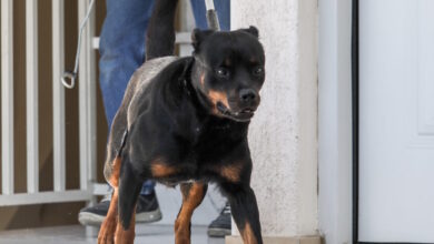 Μεσσηνία:-Ροτβάιλερ-επιτέθηκε-σε-76χρονο-–-Αστυνομικός-το-πυροβόλησε-και-το-σκότωσε-για-να-τον-σώσει