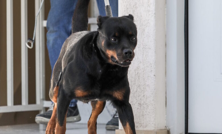 Μεσσηνία:-Ροτβάιλερ-επιτέθηκε-σε-76χρονο-–-Αστυνομικός-το-πυροβόλησε-και-το-σκότωσε-για-να-τον-σώσει