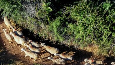 Επιτροπή-Διαχείρισης-και-Ελέγχου-της-Ευλογιάς-των-Αιγοπροβάτων:-Αλλοιωμένη-η-επιδημιολογική-εικόνα-της-νόσου