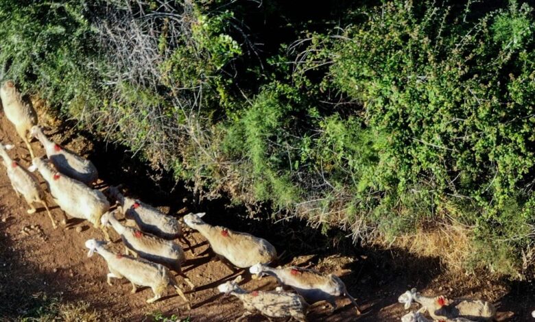 Επιτροπή-Διαχείρισης-και-Ελέγχου-της-Ευλογιάς-των-Αιγοπροβάτων:-Αλλοιωμένη-η-επιδημιολογική-εικόνα-της-νόσου
