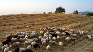Ευλογιά-στα-αιγοπρόβατα:-Αποζημιώσεις-στους-κτηνοτρόφους-και-μέτρα-ανάσχεσης-της-κρίσης-–-Στη-Βουλή-η-Πράξη-Νομοθετικού-Περιεχομένου
