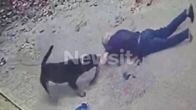 Καλαμάτα:-«Πήγε-να-του-βάλει-φάρμακο-στα-αυτιά-και-τότε-τον-άρπαξε»-λέει-ο-γιος-του-76χρονου-για-την-επίθεση-του-ροτβάιλερ