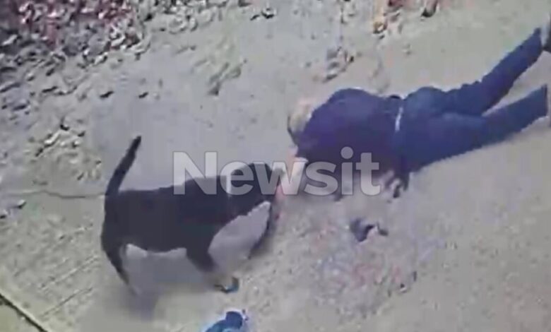 Καλαμάτα:-«Πήγε-να-του-βάλει-φάρμακο-στα-αυτιά-και-τότε-τον-άρπαξε»-λέει-ο-γιος-του-76χρονου-για-την-επίθεση-του-ροτβάιλερ