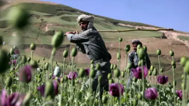 Αφγανιστάν:-Πενταετές-σχέδιο-για-την-αντικατάσταση-της-παπαρούνας-ανακοίνωσαν-οι-Ταλιμπάν