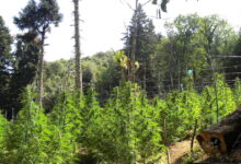 dw:-Η-Κρήτη-από-τις-ζωοκλοπές-στην-κοκαΐνη-–-Ο-ρόλος-της-οικογένειας-και-η-«τιμή»-του-να-κάνεις-φυλακή