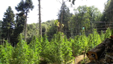 dw:-Η-Κρήτη-από-τις-ζωοκλοπές-στην-κοκαΐνη-–-Ο-ρόλος-της-οικογένειας-και-η-«τιμή»-του-να-κάνεις-φυλακή