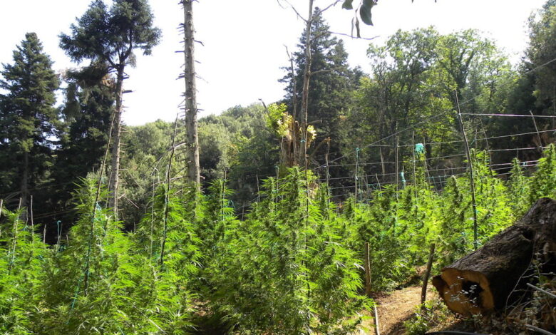 dw:-Η-Κρήτη-από-τις-ζωοκλοπές-στην-κοκαΐνη-–-Ο-ρόλος-της-οικογένειας-και-η-«τιμή»-του-να-κάνεις-φυλακή