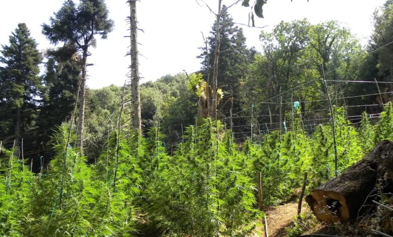 dw:-Η-Κρήτη-από-τις-ζωοκλοπές-στην-κοκαΐνη-–-Ο-ρόλος-της-οικογένειας-και-η-«τιμή»-του-να-κάνεις-φυλακή