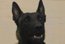 «Αφαίρεσαν-τη-ζωή»-του-echo,-του-σκύλου-που-εντόπισε-την-σορό-του-Μπάμπη-Κούτσικου-και-συμμετείχε-στις-έρευνες-για-τον-Βασίλη-Καλογήρου