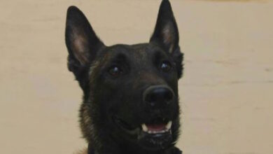 «Αφαίρεσαν-τη-ζωή»-του-echo,-του-σκύλου-που-εντόπισε-την-σορό-του-Μπάμπη-Κούτσικου-και-συμμετείχε-στις-έρευνες-για-τον-Βασίλη-Καλογήρου