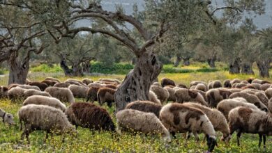 Ευλογιά-αιγοπροβάτων:-30-κρούσματα-στα-Τρίκαλα-–-4-νέα-τον-Οκτώβριο