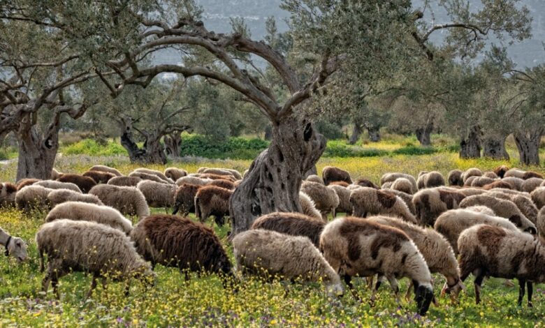 Ευλογιά-αιγοπροβάτων:-30-κρούσματα-στα-Τρίκαλα-–-4-νέα-τον-Οκτώβριο