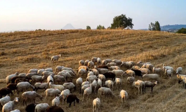 Ευλογιά-στα-αιγπρόβατα:-8-συλλήψεις-για-παραβίαση-των-μέτρων