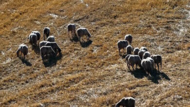 Ευλογιά-αιγοπροβάτων:-Νέο-μηνιαίο-ρεκόρ-στις-θανατώσεις-–-Ξεπέρασαν-τις-75.000-τον-Οκτώβριο-2025