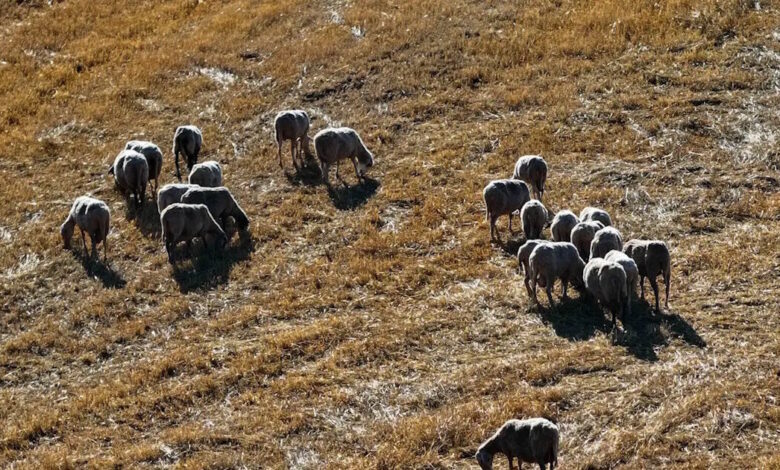 Ευλογιά-αιγοπροβάτων:-Νέο-μηνιαίο-ρεκόρ-στις-θανατώσεις-–-Ξεπέρασαν-τις-75.000-τον-Οκτώβριο-2025