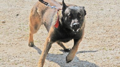 Τρίκαλα:-Σκύλος-επιτέθηκε-και-δάγκωσε-γυναίκα-–-Συνελήφθη-ο-ιδιοκτήτης
