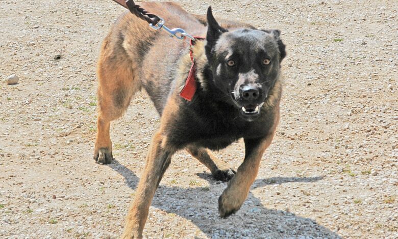 Τρίκαλα:-Σκύλος-επιτέθηκε-και-δάγκωσε-γυναίκα-–-Συνελήφθη-ο-ιδιοκτήτης