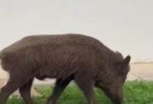 Αγριογούρουνα-κάνουν-βόλτες-και-ψάχνουν-φαγητό-στο-ψυχιατρικό-νοσοκομείο-στο-Δαφνί