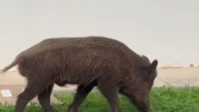 Αγριογούρουνα-κάνουν-βόλτες-και-ψάχνουν-φαγητό-στο-ψυχιατρικό-νοσοκομείο-στο-Δαφνί