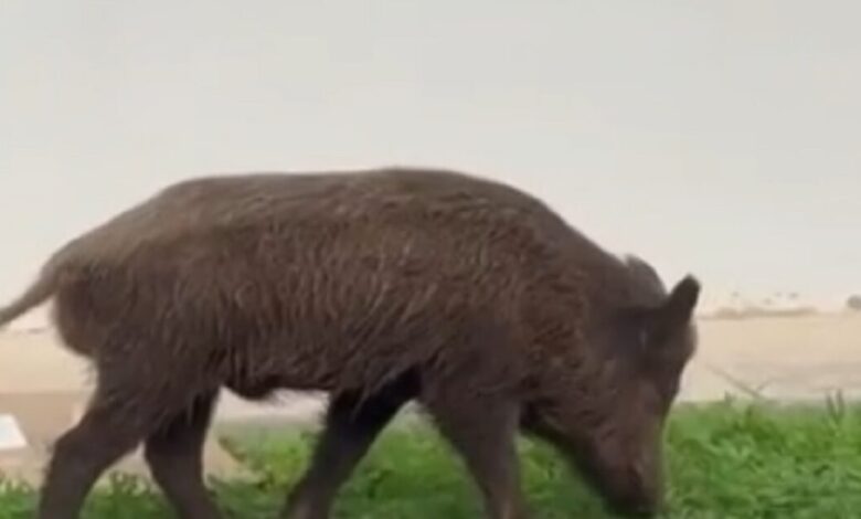 Αγριογούρουνα-κάνουν-βόλτες-και-ψάχνουν-φαγητό-στο-ψυχιατρικό-νοσοκομείο-στο-Δαφνί