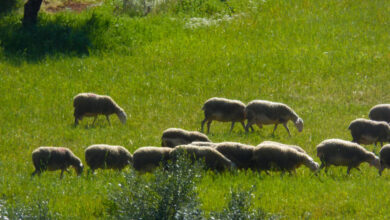 Τσιάρας:-Το-εμβόλιο-δεν-είναι-λύση-για-την-ευλογιά-των-αιγοπροβάτων-–-Κίνδυνος-για-τη-φέτα-και-τις-εξαγωγές