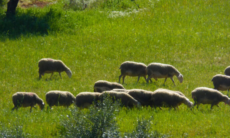 Τσιάρας:-Το-εμβόλιο-δεν-είναι-λύση-για-την-ευλογιά-των-αιγοπροβάτων-–-Κίνδυνος-για-τη-φέτα-και-τις-εξαγωγές
