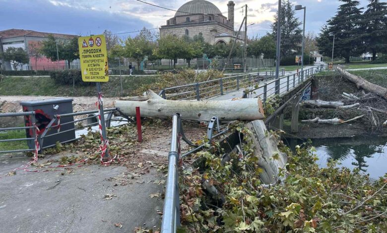 Το-δέντρο,-η-γέφυρα-και-η-πινακίδα-που-δεν-πείθει-κανέναν
