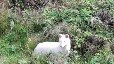 Λευκό-τσακάλι-εντοπίστηκε-στην-Μεσσηνία-–-Πρόκειται-για-ένα-εξαιρετικά-σπάνιο-ζώο