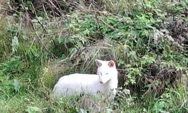 Λευκό-τσακάλι-εντοπίστηκε-στην-Μεσσηνία-–-Πρόκειται-για-ένα-εξαιρετικά-σπάνιο-ζώο