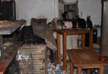 Δονούσα:-1,7-εκατομμύρια-ευρώ-πρόστιμο-σε-63χρονο-που-είχε-υποσιτισμένες-58-γάτες