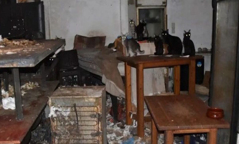 Δονούσα:-1,7-εκατομμύρια-ευρώ-πρόστιμο-σε-63χρονο-που-είχε-υποσιτισμένες-58-γάτες