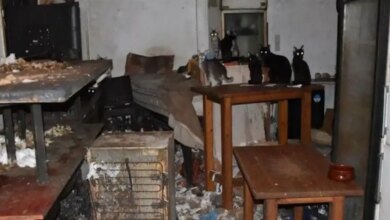 Δονούσα:-1,7-εκατομμύρια-ευρώ-πρόστιμο-σε-63χρονο-που-είχε-υποσιτισμένες-58-γάτες