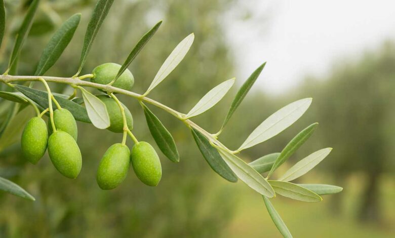 Η-συμβολή-της-ελιάς-στην-οικονομία-της-Κρηνίτσας