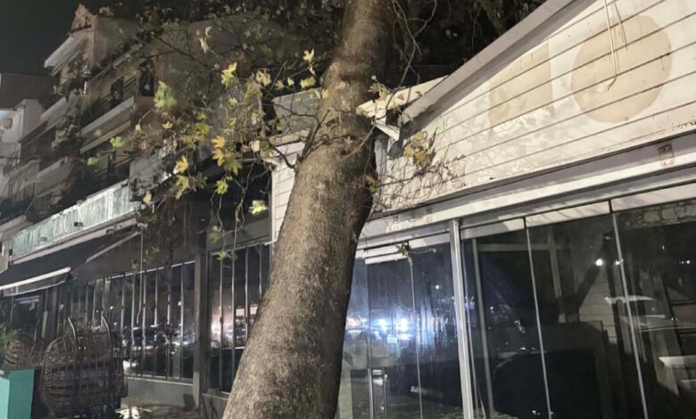 Ηγουμενίτσα:-Τεράστιος-πλάτανος-έπεσε-σε-μαγαζί-λόγω-των-ισχυρών-ανέμων-που-πνέουν-στην-περιοχή