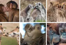 Μελέτη:-Πότε-και-ποιοι-έδωσαν-το-πρώτο-φιλί;