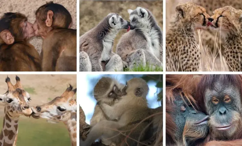 Μελέτη:-Πότε-και-ποιοι-έδωσαν-το-πρώτο-φιλί;