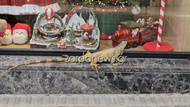 Χανιά:-Τεράστιο-ιγκουάνα-κόβει-βόλτες-–-Σταμάτησε-μπροστά-σε-βιτρίνα-με-χριστουγεννιάτικα