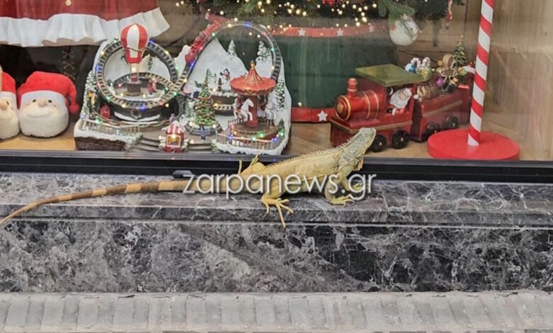 Χανιά:-Τεράστιο-ιγκουάνα-κόβει-βόλτες-–-Σταμάτησε-μπροστά-σε-βιτρίνα-με-χριστουγεννιάτικα