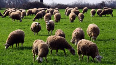 Κτηνοτρόφοι:-Την-επόμενη-εβδομάδα-η-εξειδίκευση-των-μέτρων-στήριξής-τους