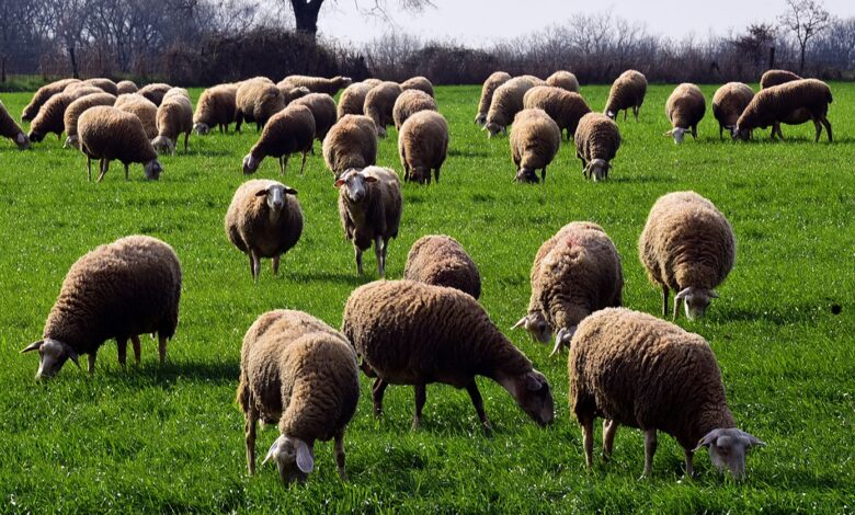 Κτηνοτρόφοι:-Την-επόμενη-εβδομάδα-η-εξειδίκευση-των-μέτρων-στήριξής-τους